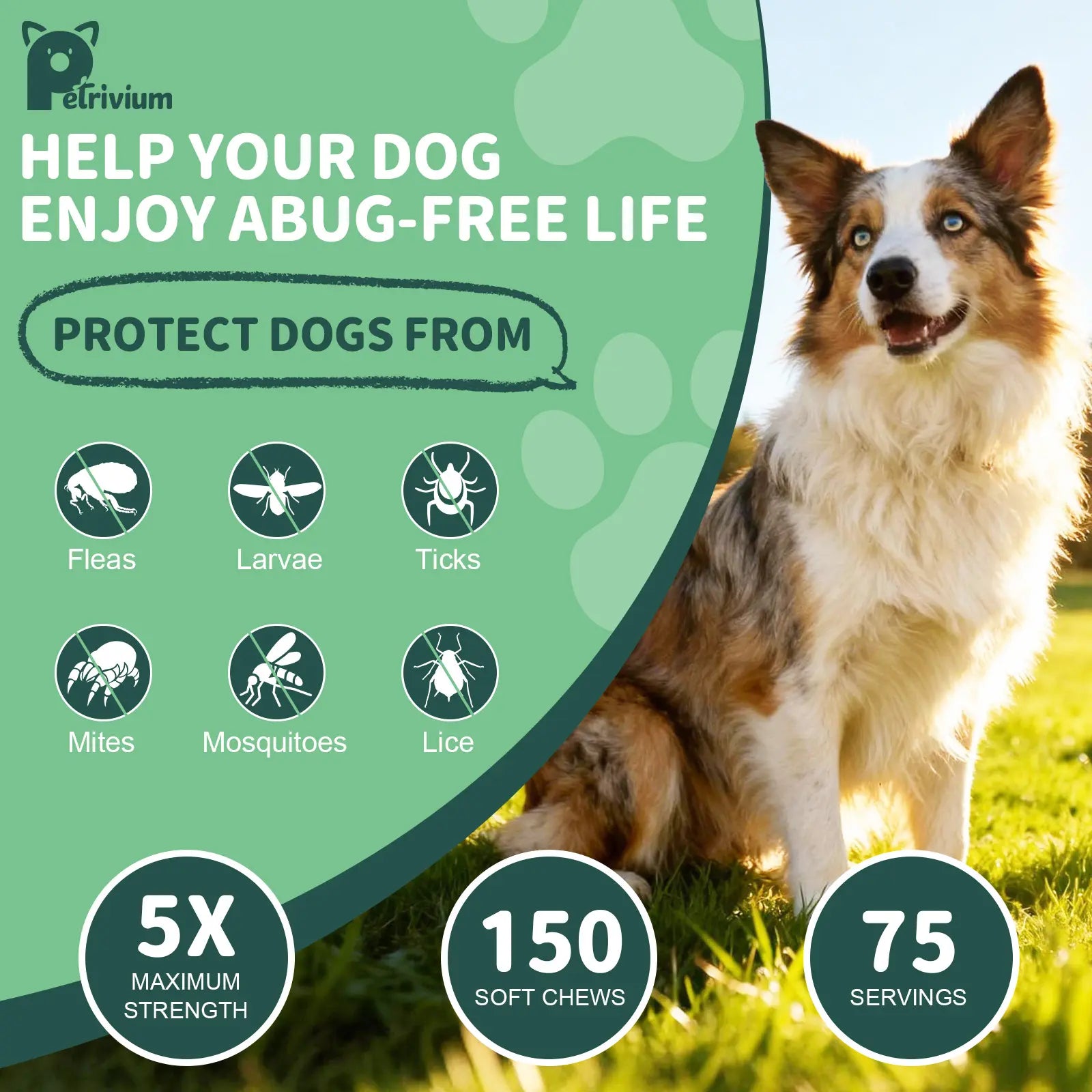 150Ct-Petrivium Dog Flea & Tick Support Soft Chews - Natural Oral Supplement - Suitable for All Breeds & Sizes-Chicken Flavor#Summervibes#Petlovers #Tiktokshopspringglowup Sohochic